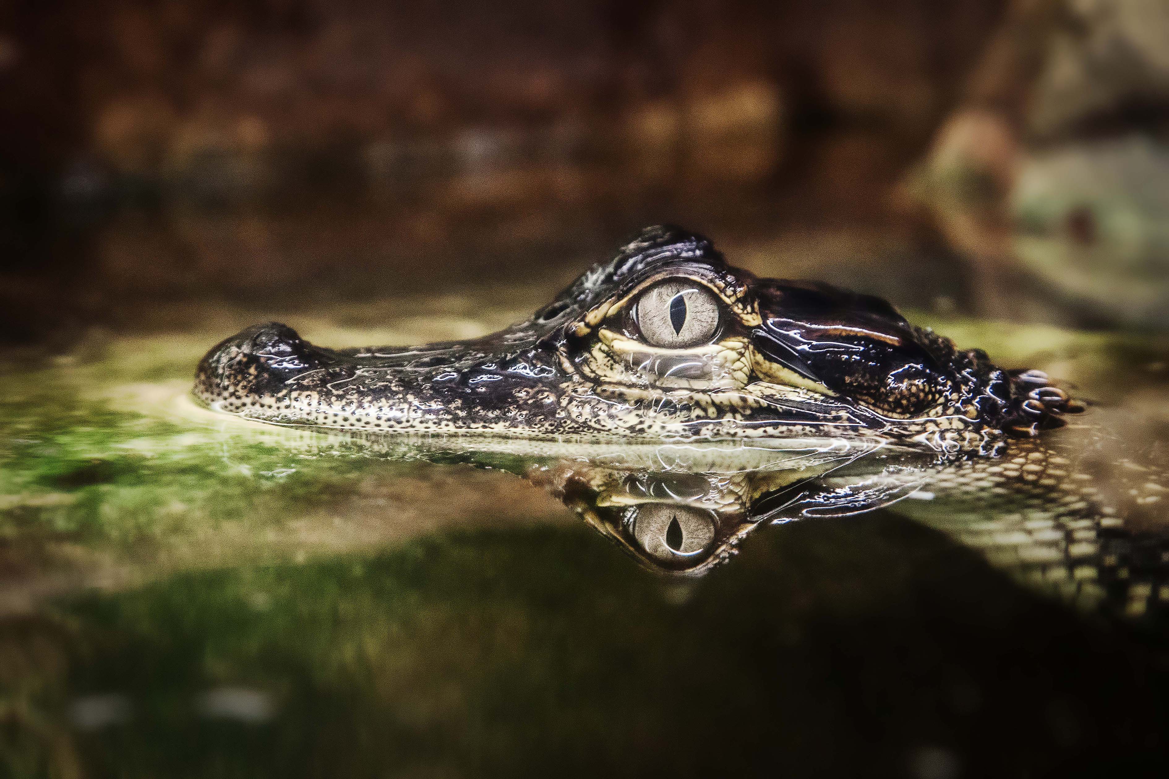 Wildlife