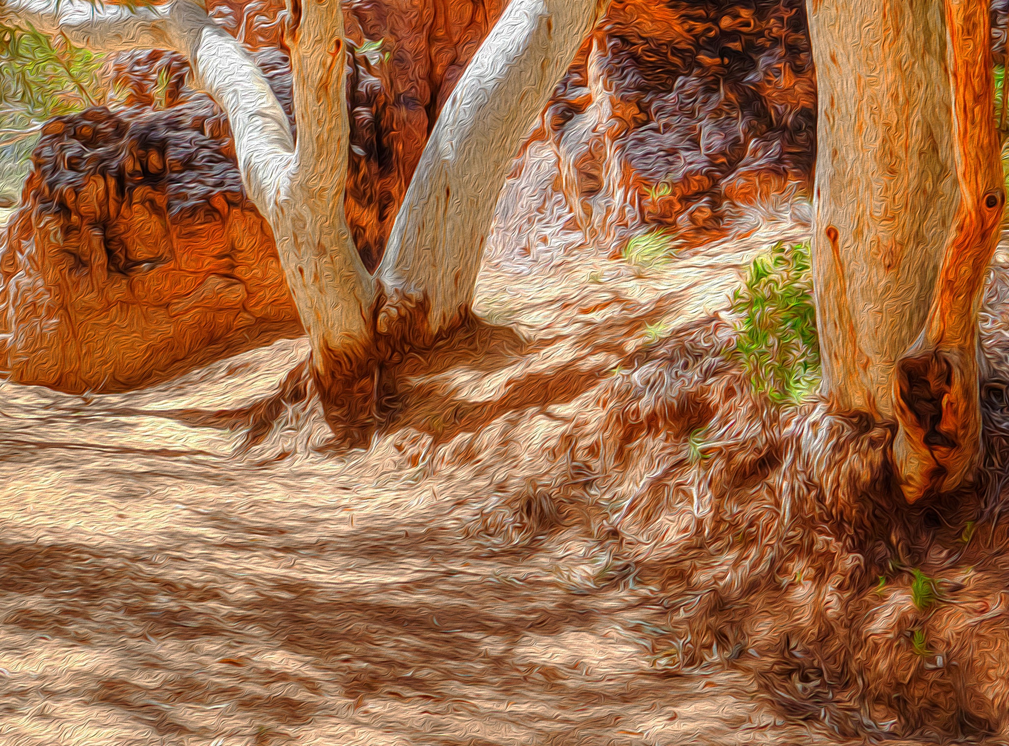 Ghost Gums of Jessie Gap, Alice Springs – Artistic Wall Art