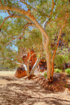 Ghost Gums of Jessie Gap, Alice Springs – Artistic Wall Art