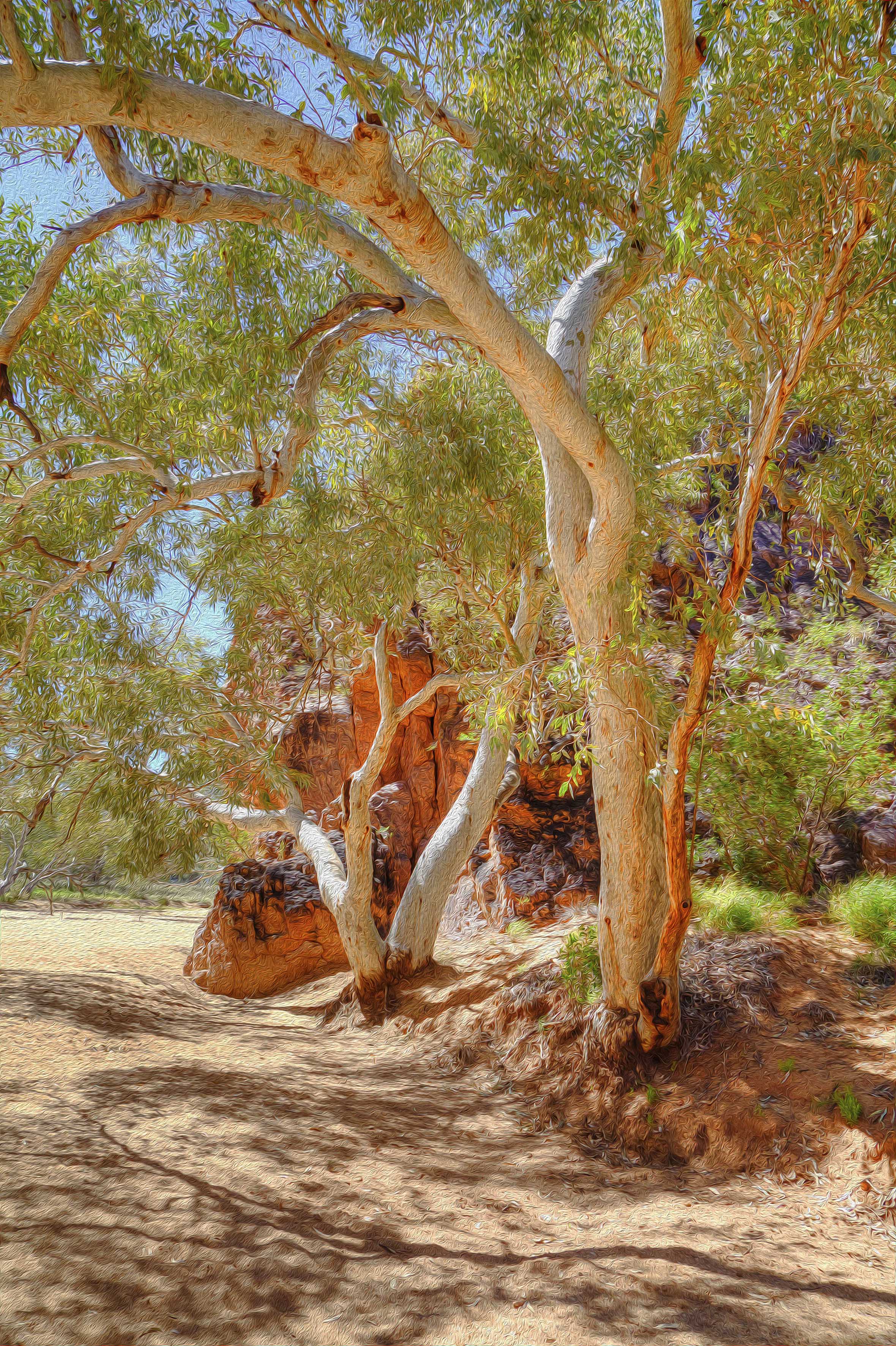 Ghost Gums of Jessie Gap, Alice Springs – Artistic Wall Art
