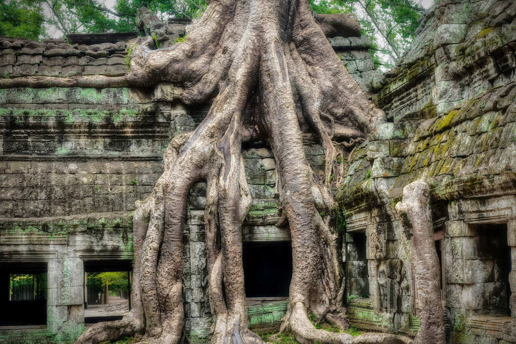 Ta Prohm, Cambodia – Ancient Temple Wall Art