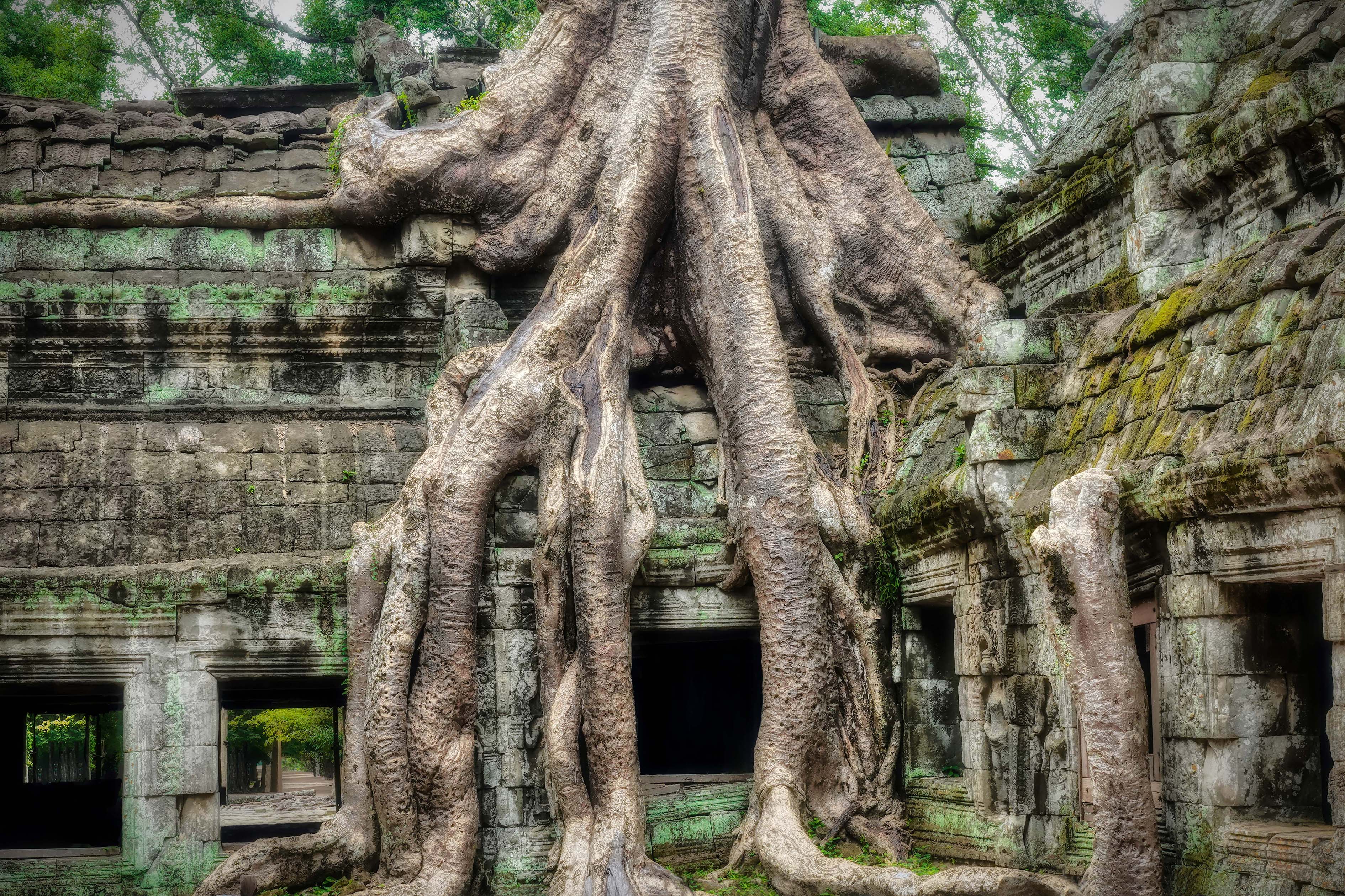 Ta Prohm, Cambodia – Ancient Temple Wall Art