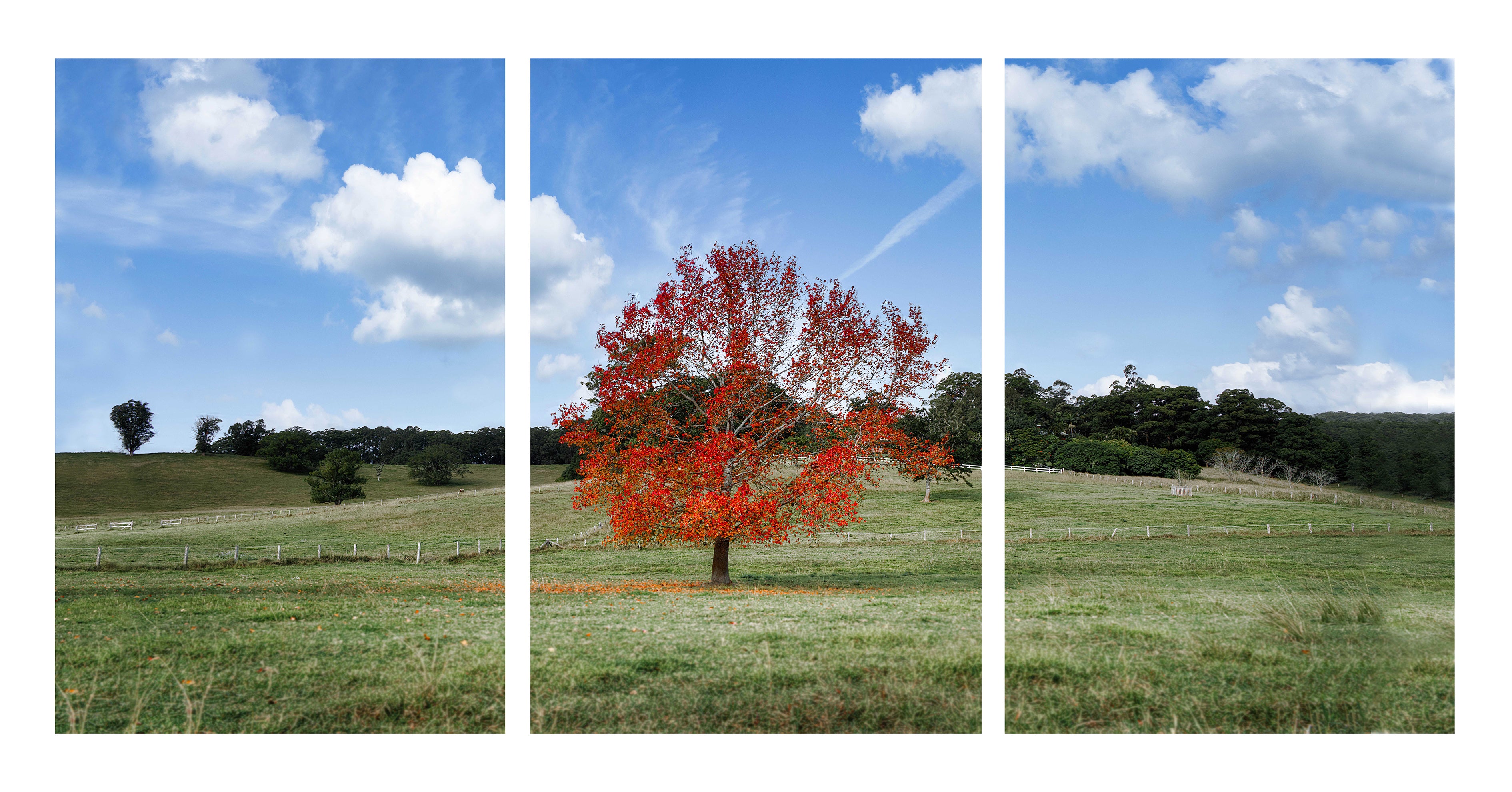 Autumn Sentinel – Bellingen, New South Wales