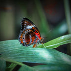 Tropical Butterfly, Far North Queensland, Australia – Wildlife Wall Art