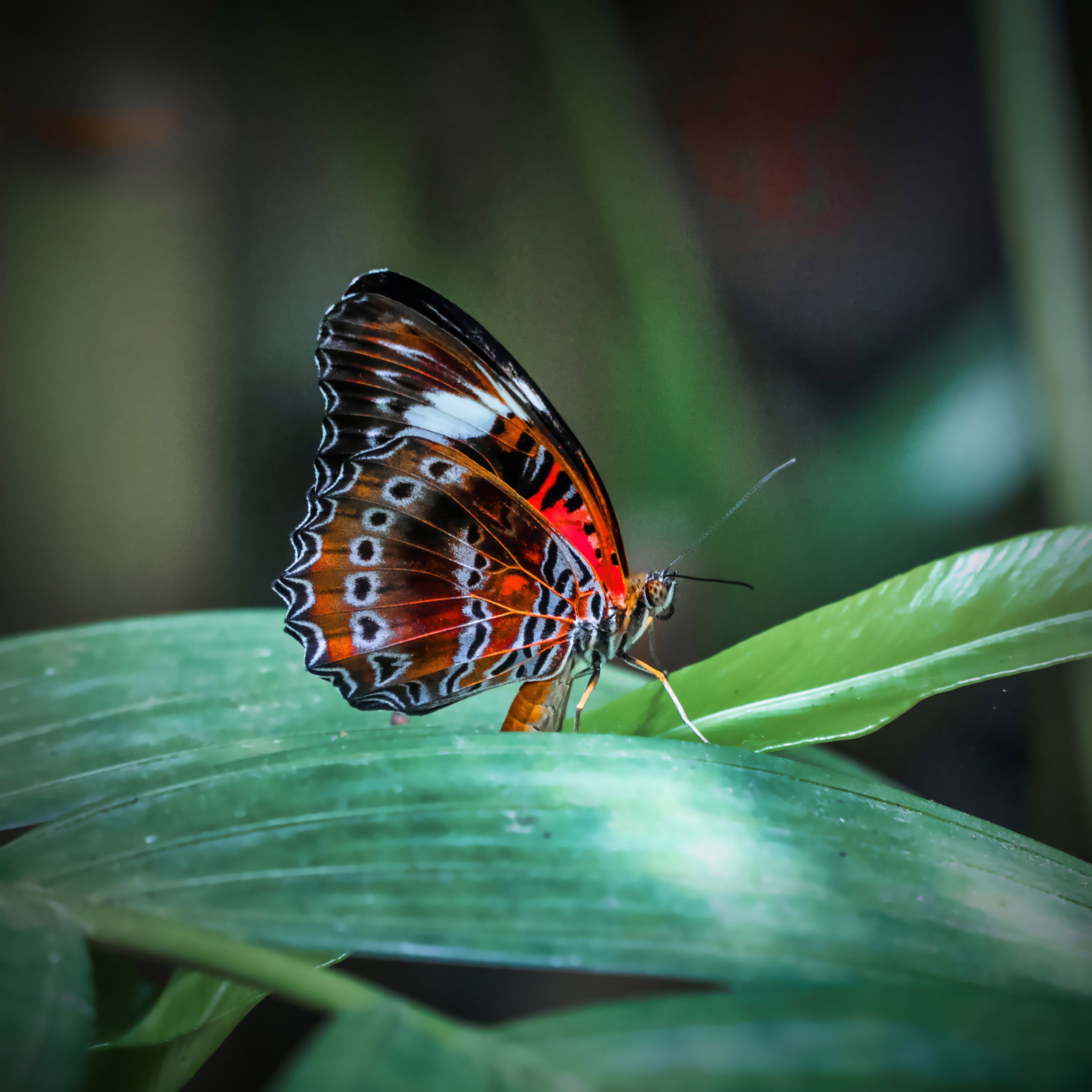 Tropical Butterfly, Far North Queensland, Australia – Wildlife Wall Art