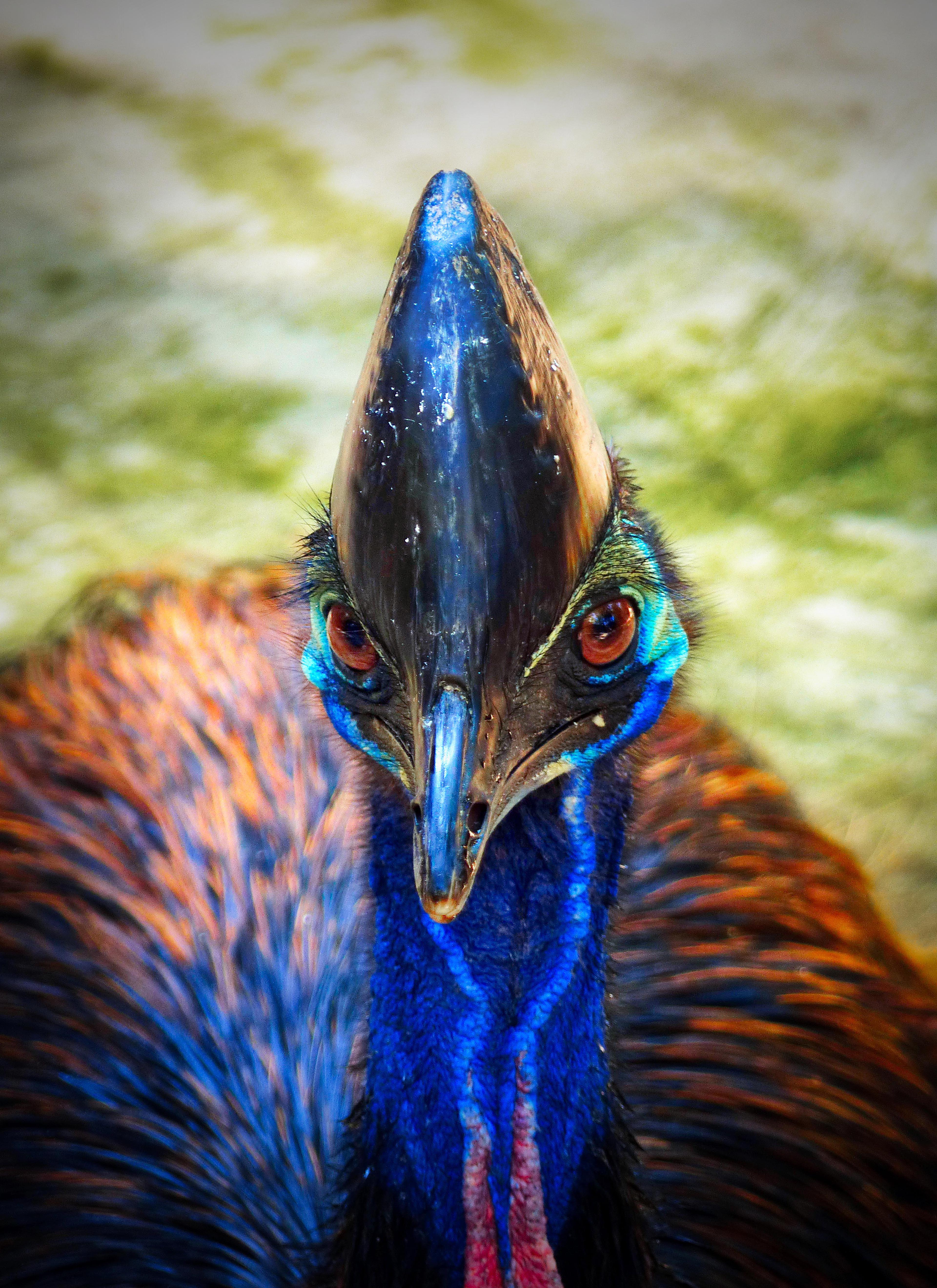 Rainforest Guardian, Far North Queensland, Australia – Wildlife Wall Art