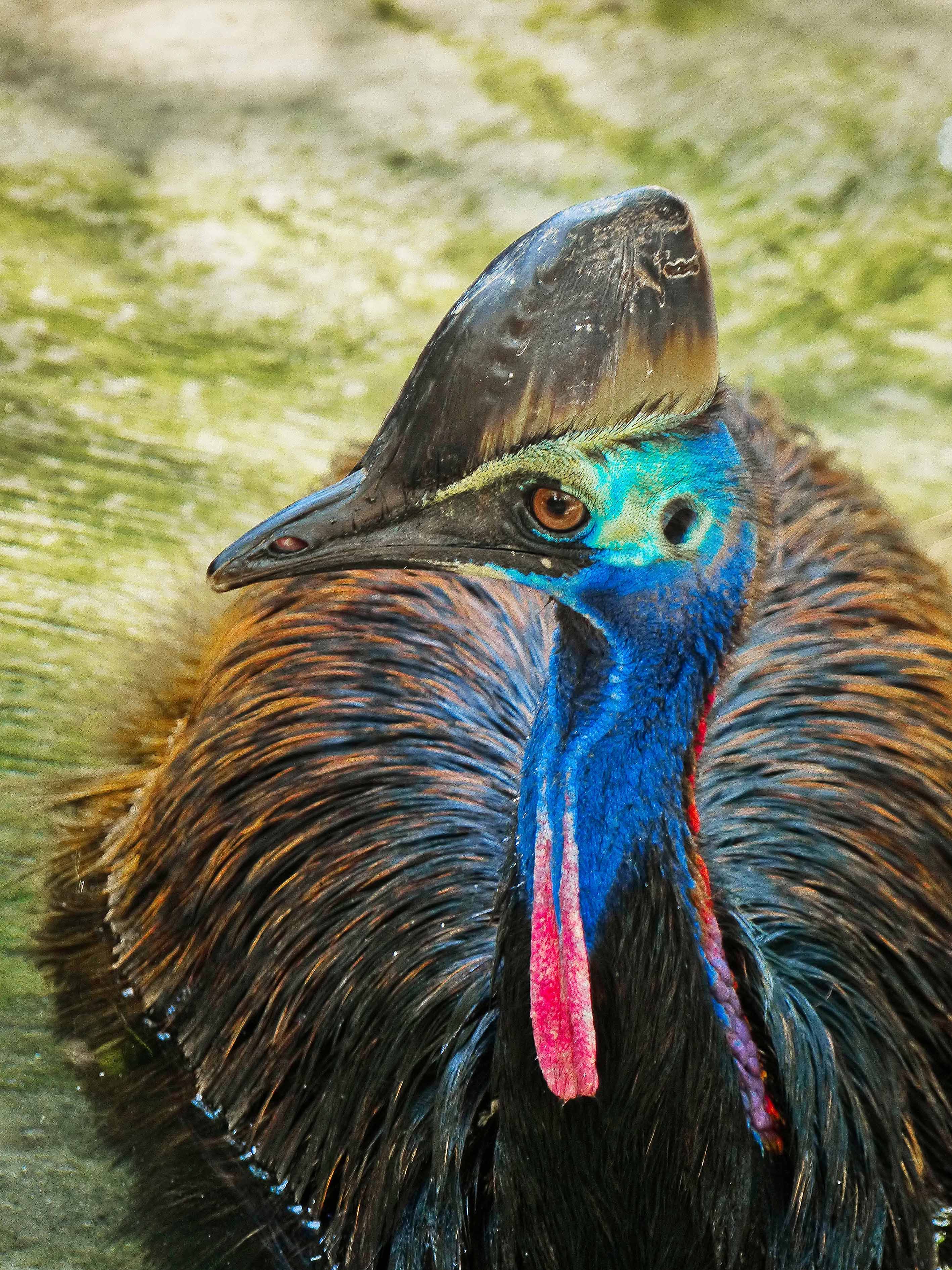 Ancient Guardian, Far North Queensland, Australia – Wildlife Wall Art