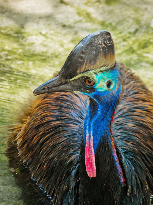 Ancient Guardian, Far North Queensland, Australia – Wildlife Wall Art