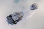Darwin, Northern Territory – Crocodile Wildlife Wall Art
