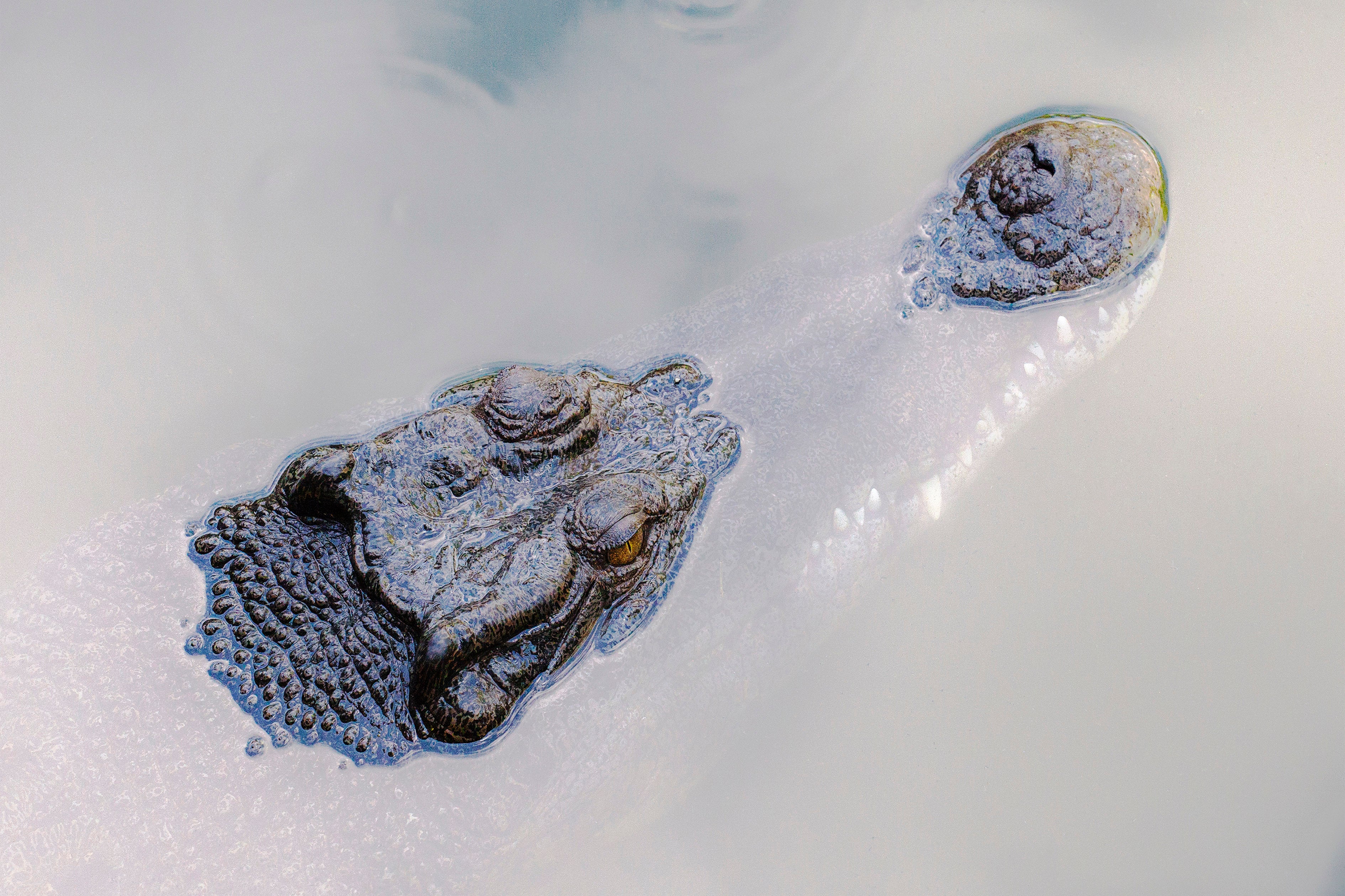 Darwin, Northern Territory – Crocodile Wildlife Wall Art