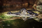 Beneath the Surface, Darwin, Northern Territory – Wildlife Wall Art