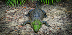 Green Mask, North Queensland, Australia – Wildlife Wall Art