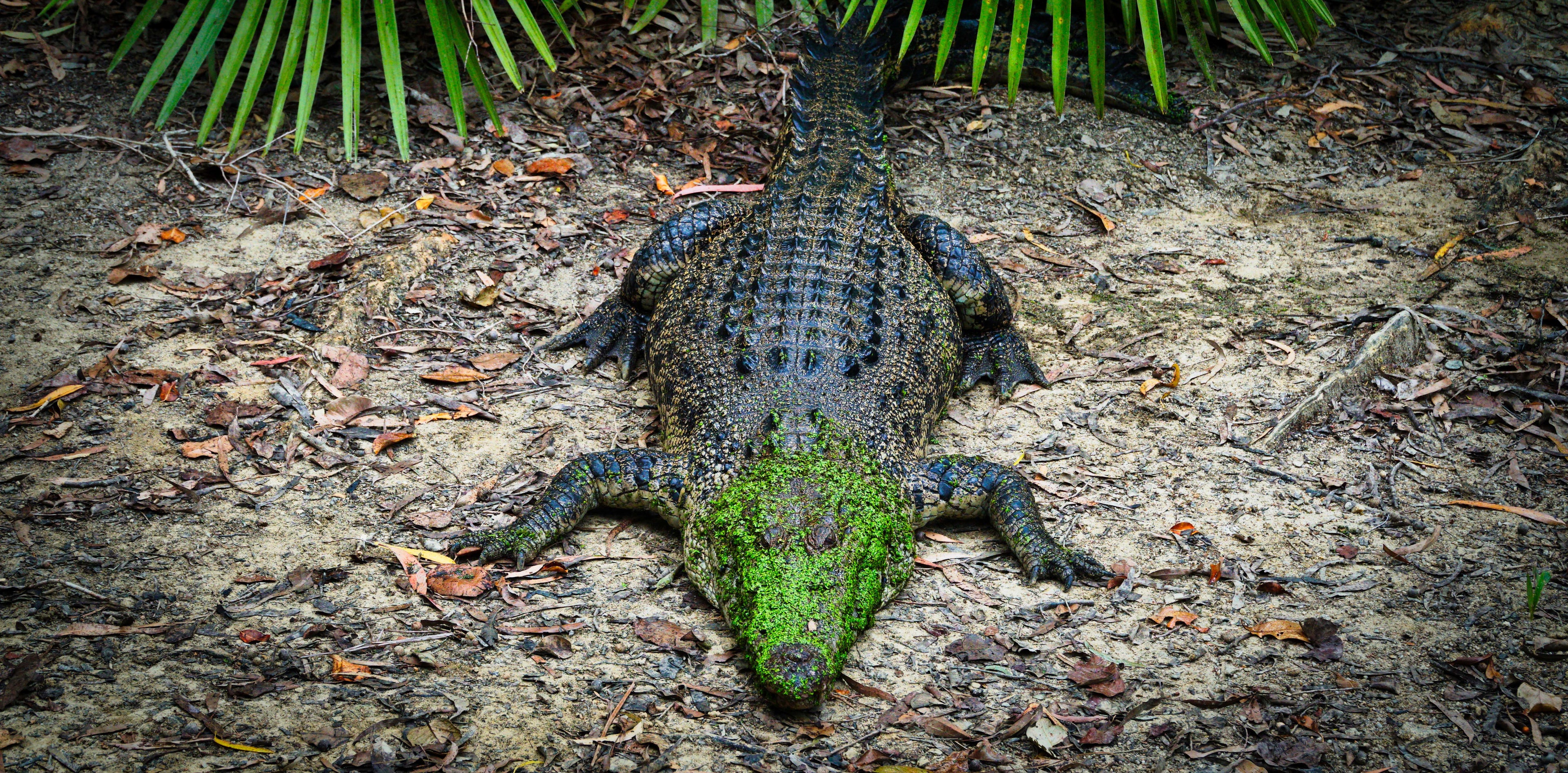 Green Mask, North Queensland, Australia – Wildlife Wall Art