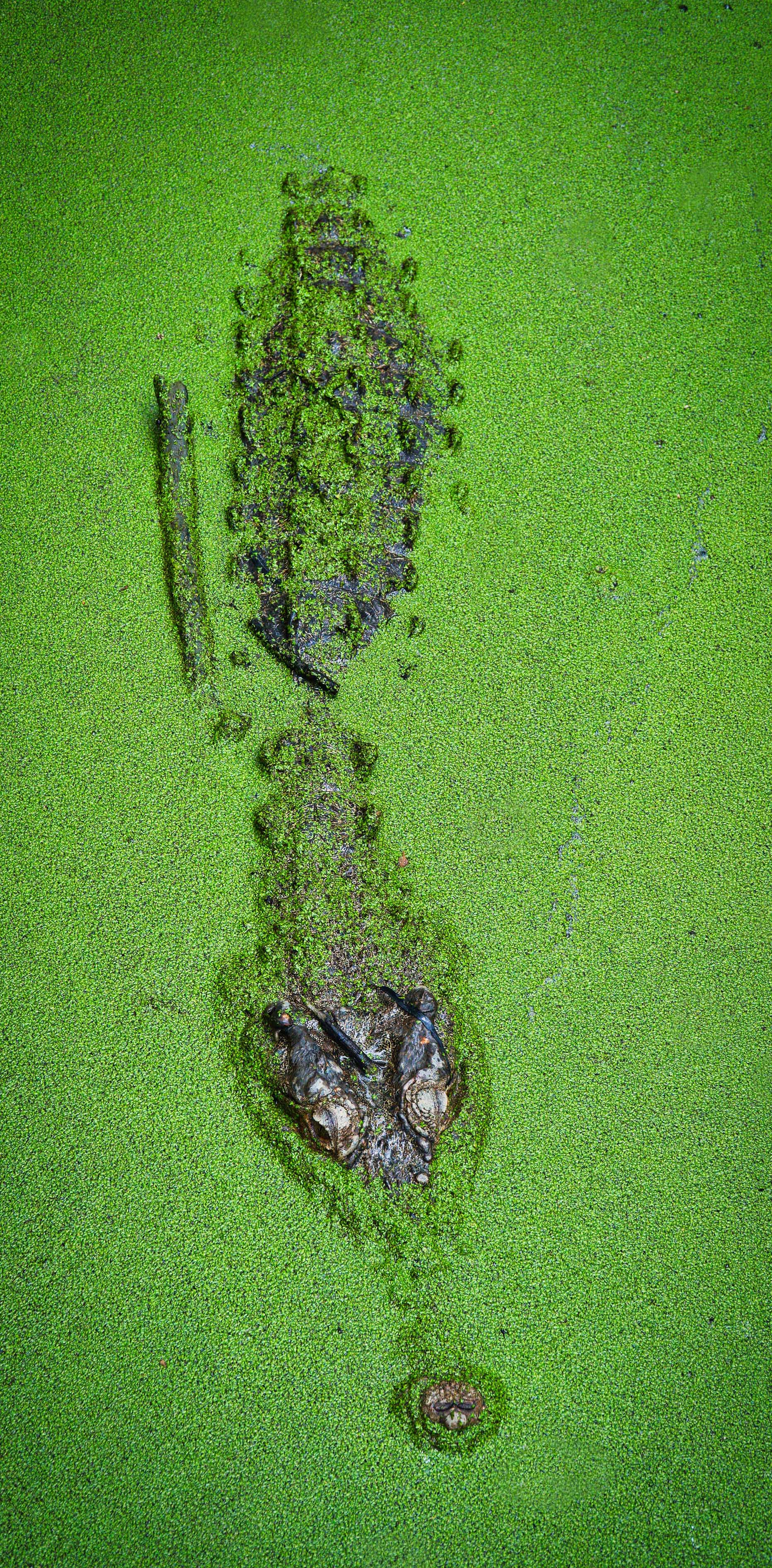 Hidden Predator, North Queensland, Australia – Wildlife Wall Art