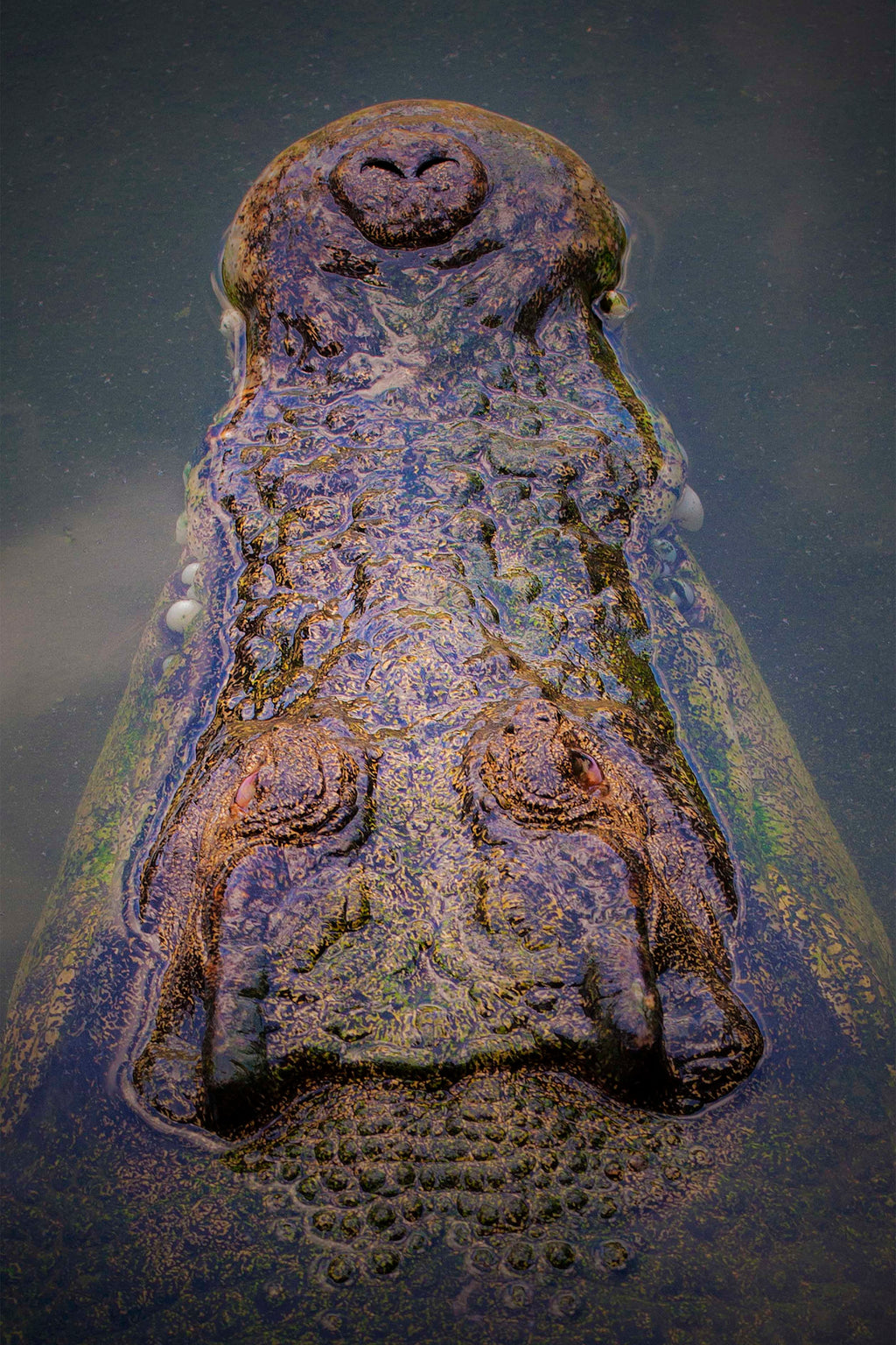 Saltwater Crocodile, Northern Territory – Wildlife Wall Art