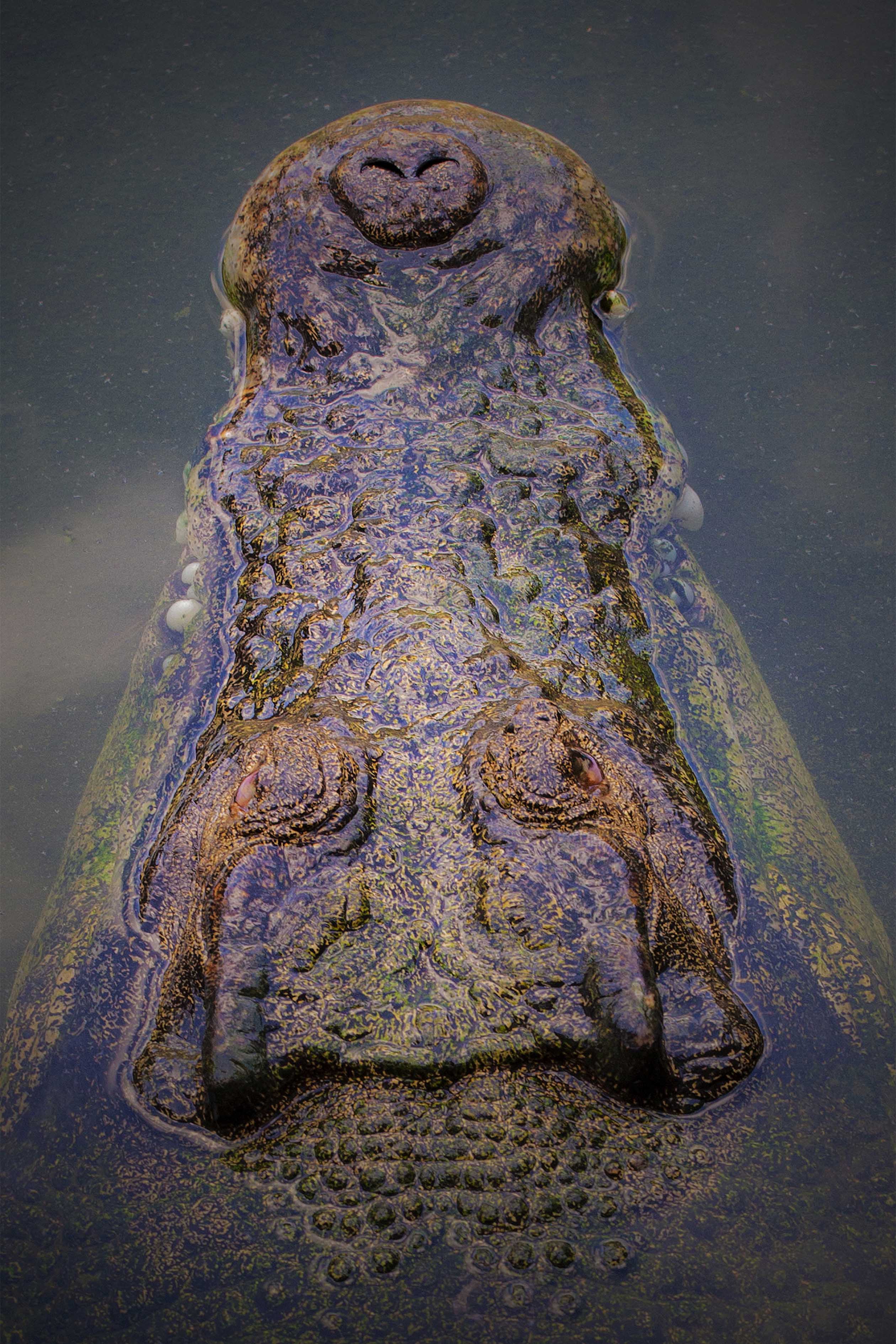 Saltwater Crocodile, Northern Territory – Wildlife Wall Art
