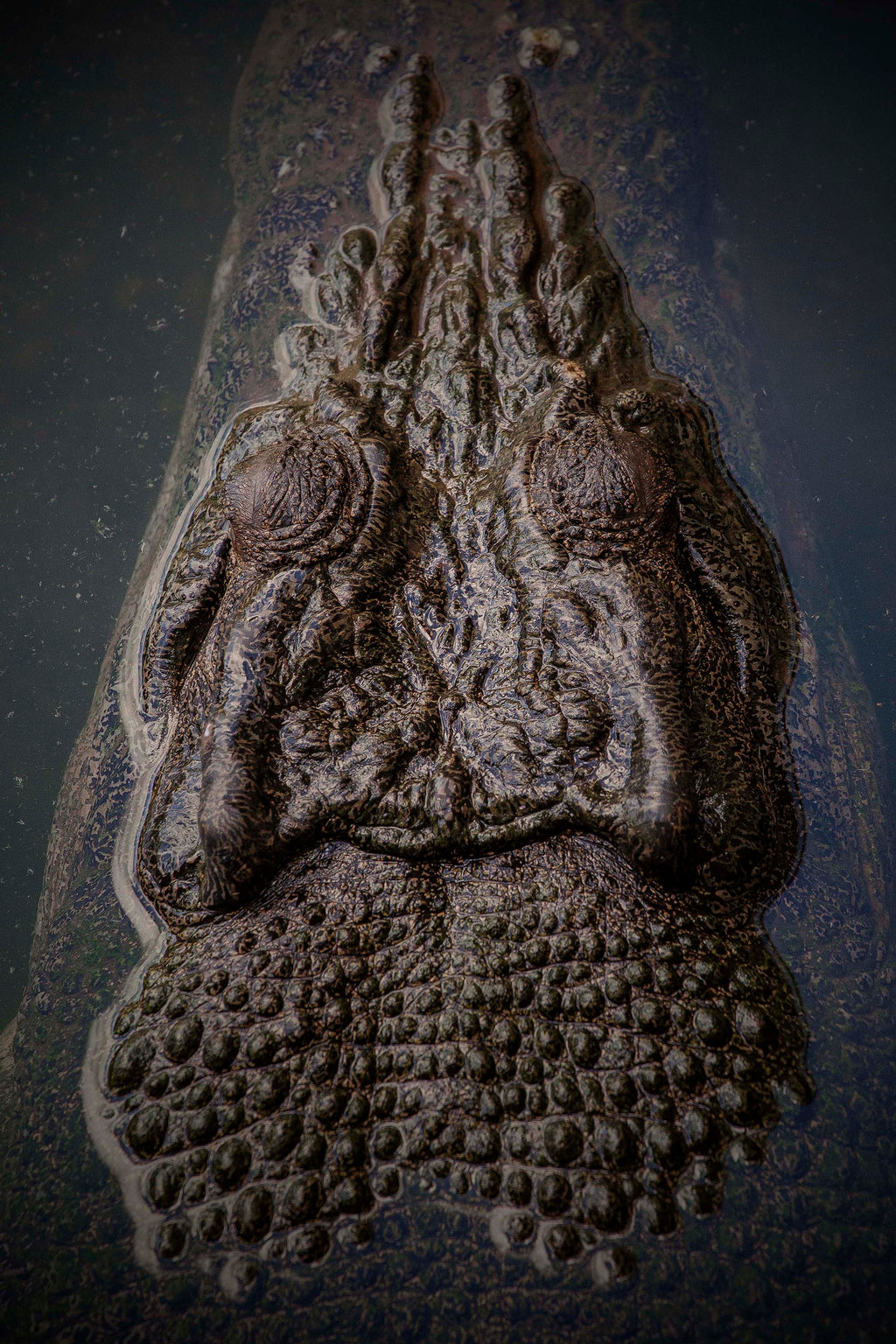 Saltwater Crocodile, Northern Territory – Australian Wildlife Wall Art