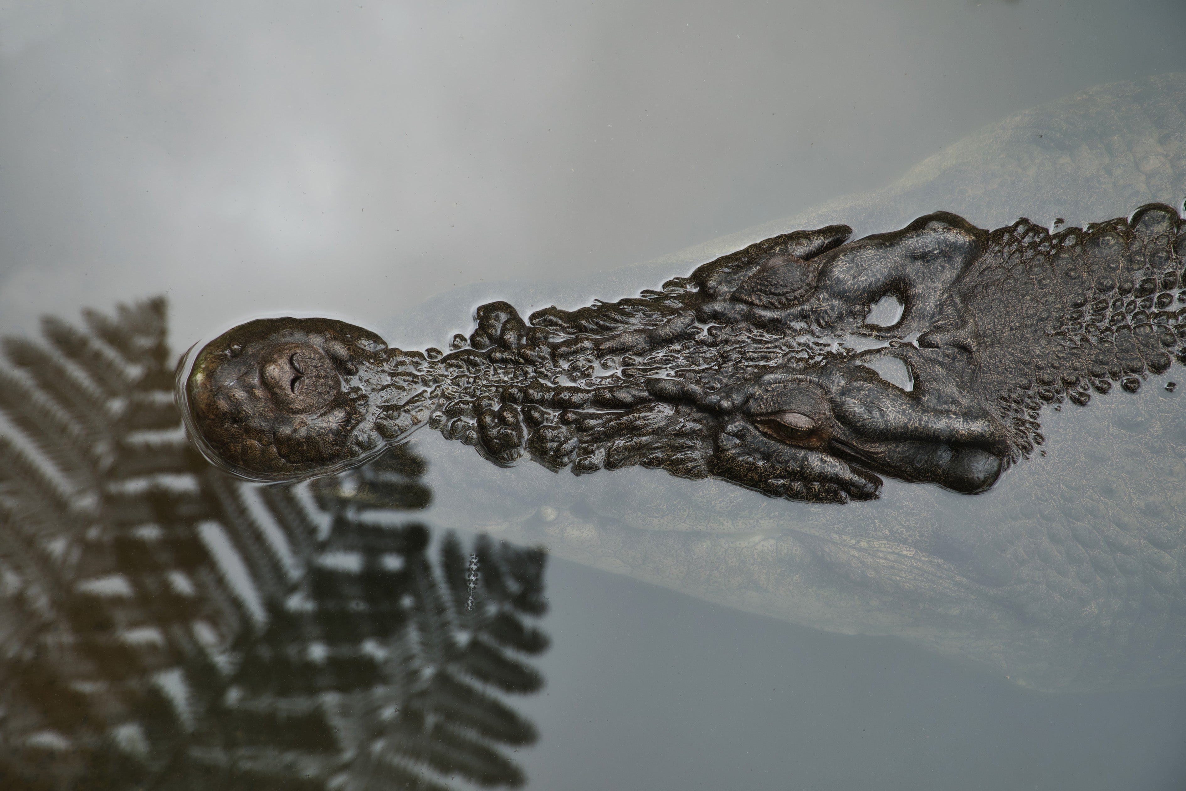 Silent Predator – Saltwater Crocodile Wall Art