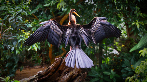 Australasian Darter, Far North Queensland, Australia – Wildlife Wall Art