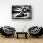 San Francisco, United States – Sea Lion Wildlife Wall Art