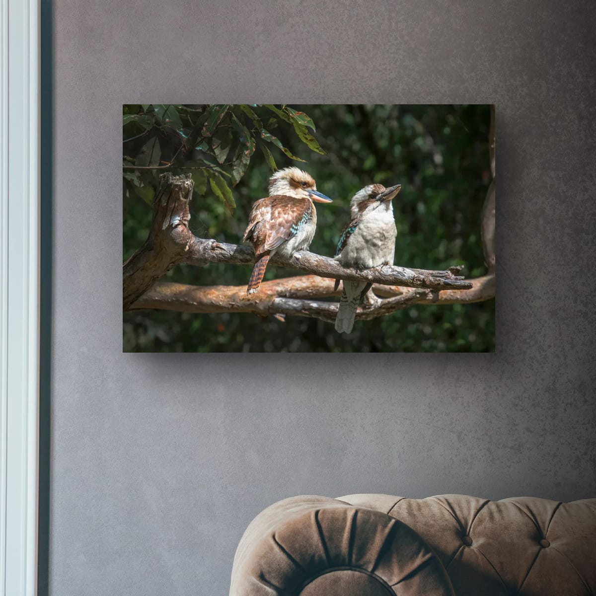 Kookaburra Wall Art – Australian Wildlife Photography Print (South East Queensland)