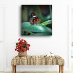 Tropical Butterfly, Far North Queensland, Australia – Wildlife Wall Art