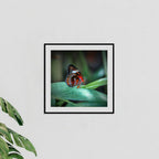 Tropical Butterfly, Far North Queensland, Australia – Wildlife Wall Art
