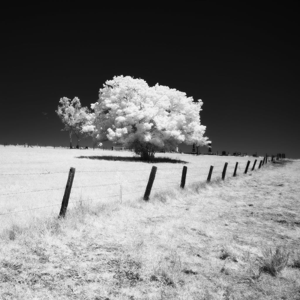 Esk, Queensland – Infrared Monochrome Tree Wall Art