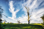 Enduring Giants – Esk Hinterland Wall Art