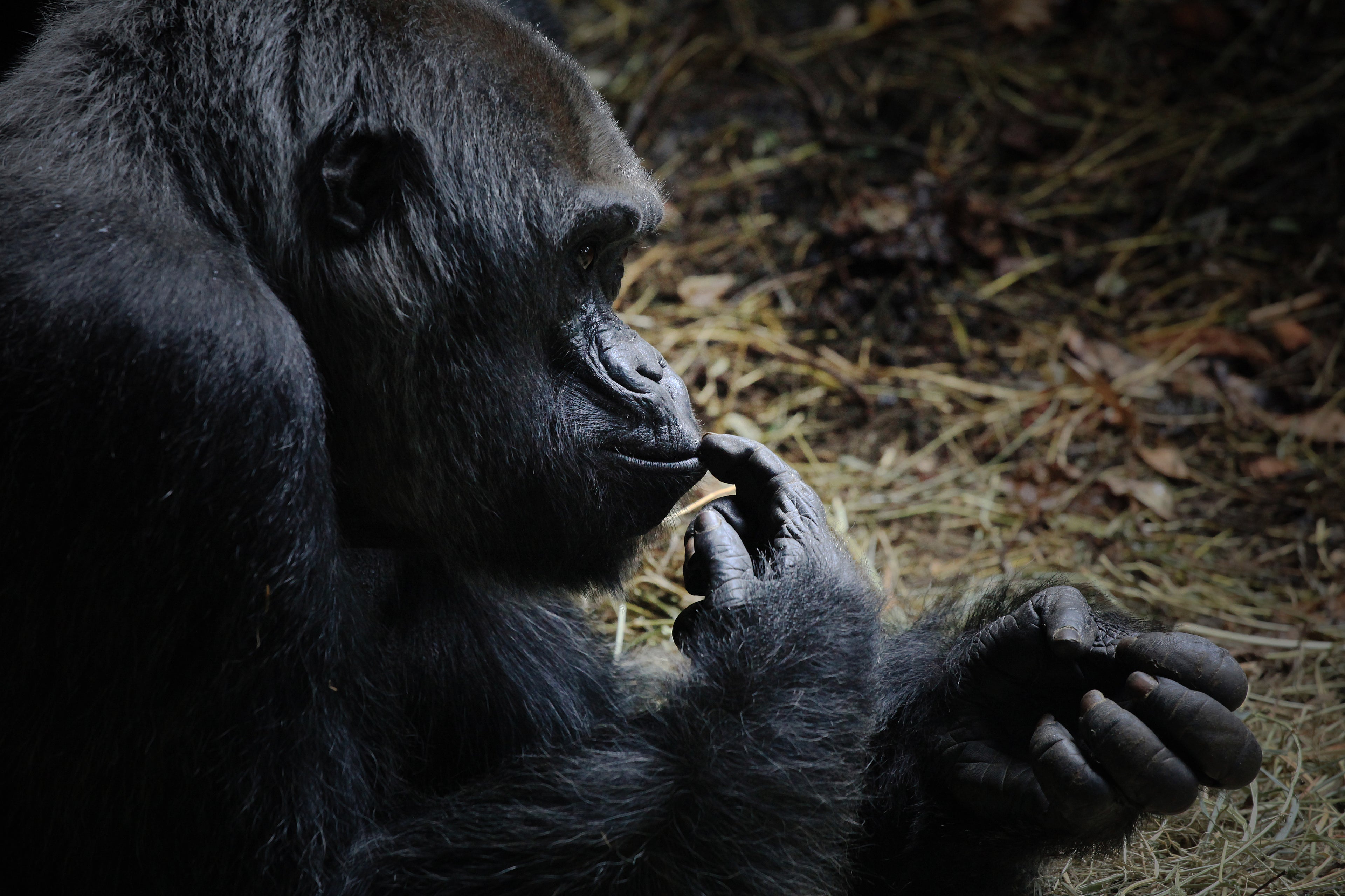 Seattle, United States – Gorilla Wildlife Wall Art