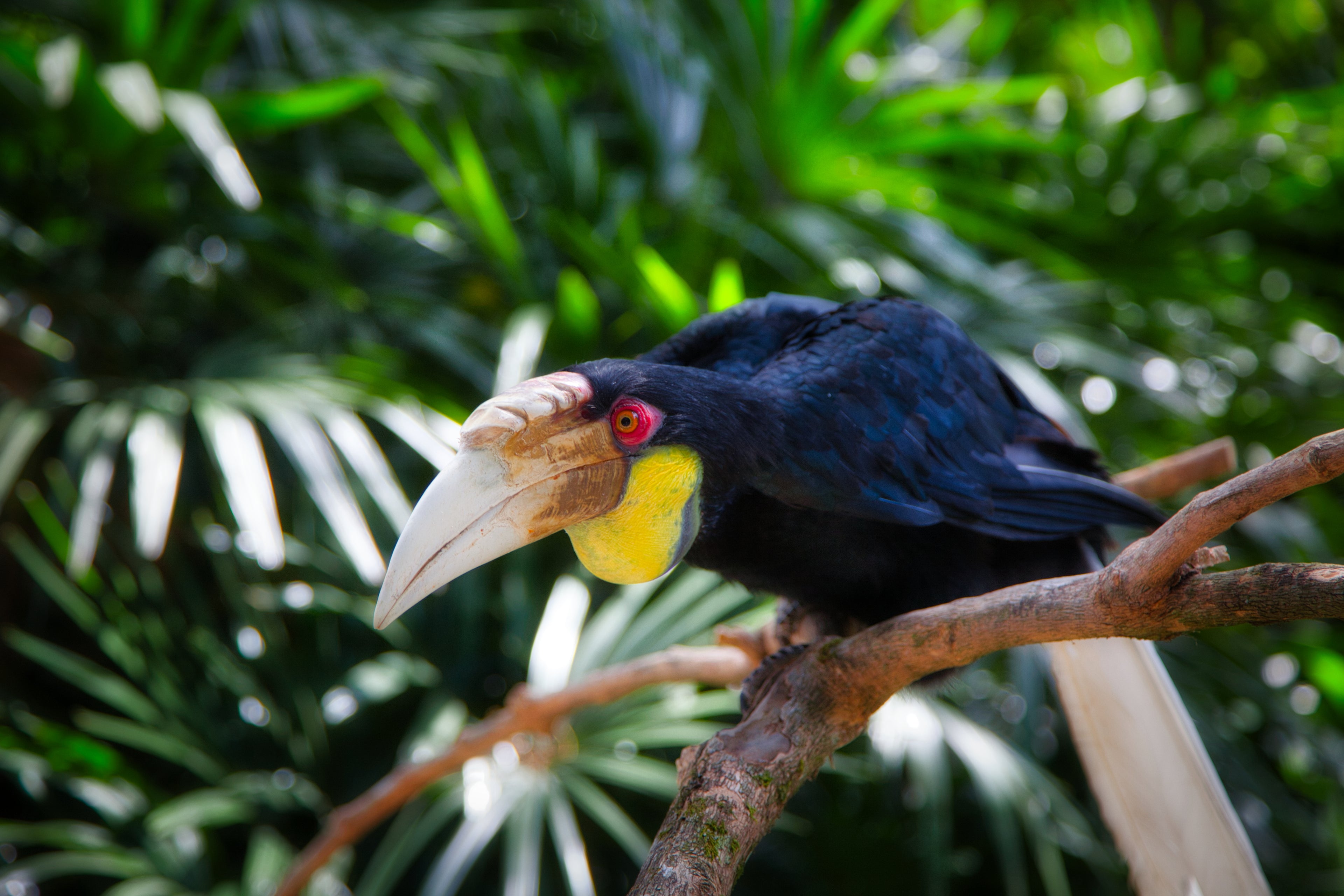 Bali, Indonesia – Hornbill Wildlife Wall Art