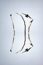 Mount Isa, Queensland – Contemporary Wildlife Wall Art