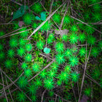 Kenrokuen Garden, Japan – Botanical Nature Wall Art