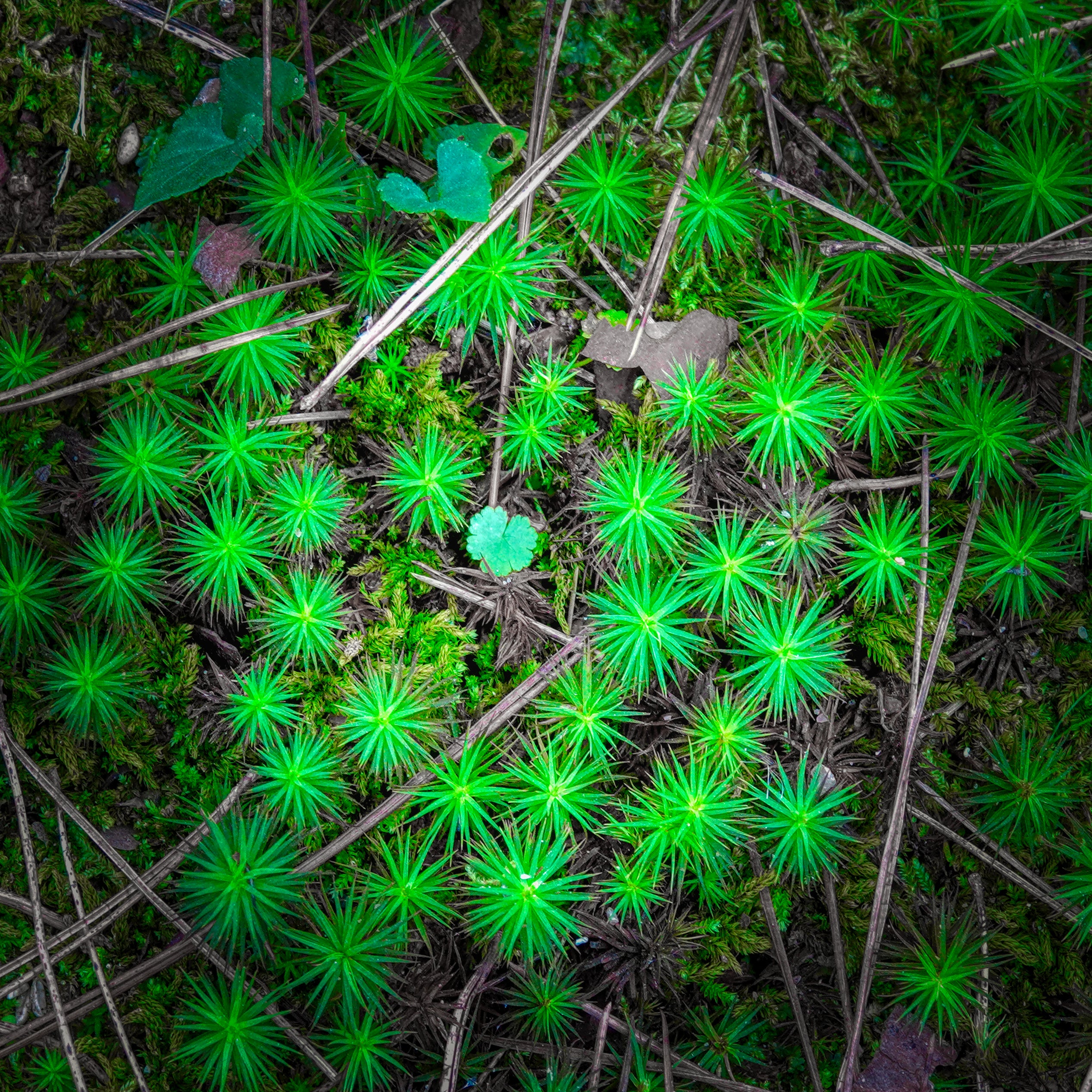 Kenrokuen Garden, Japan – Botanical Nature Wall Art