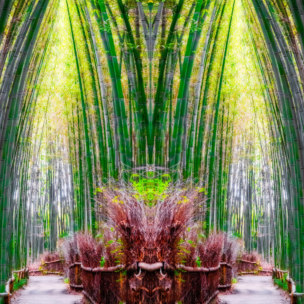 Sagano Bamboo Forest, Kyoto, Japan – Artistic Wall Art