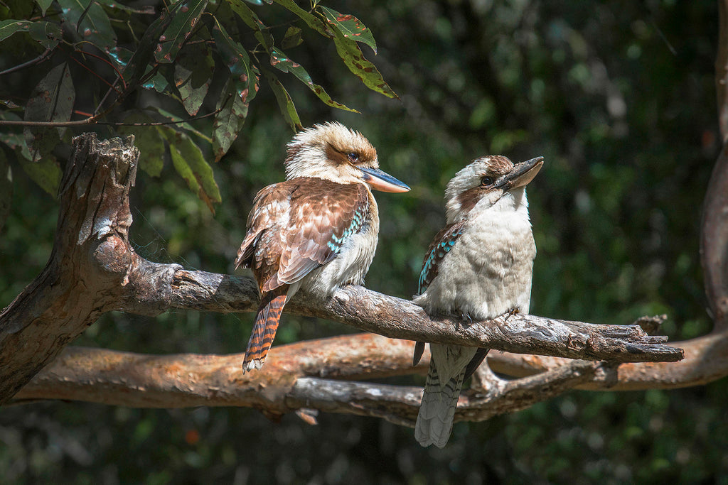 Kookaburra Wall Art – Australian Wildlife Photography Print (South East Queensland)
