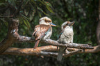 Kookaburra Wall Art – Australian Wildlife Photography Print (South East Queensland)