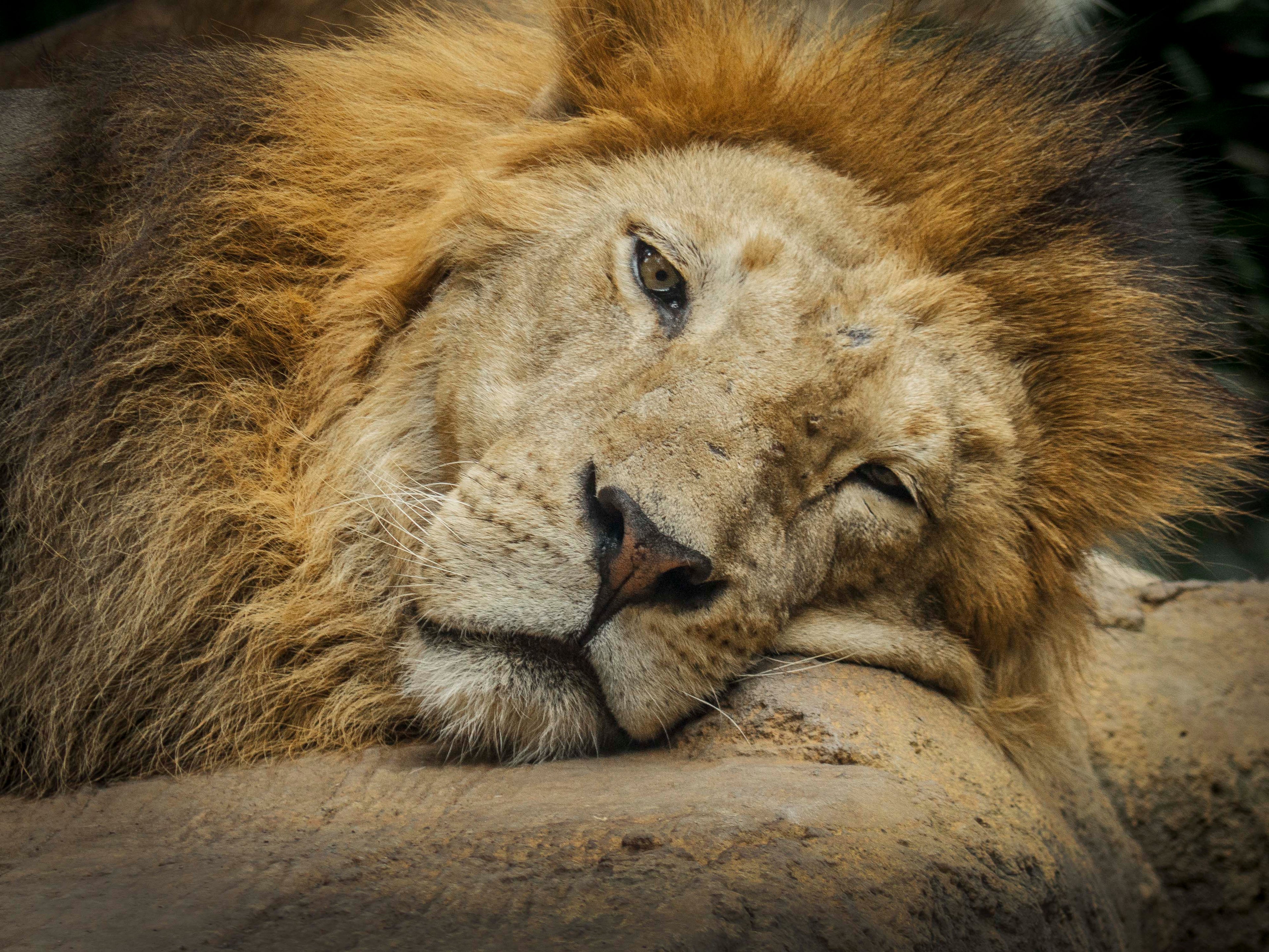 Bali, Indonesia – Lion Wildlife Wall Art