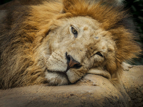 Bali, Indonesia – Lion Wildlife Wall Art