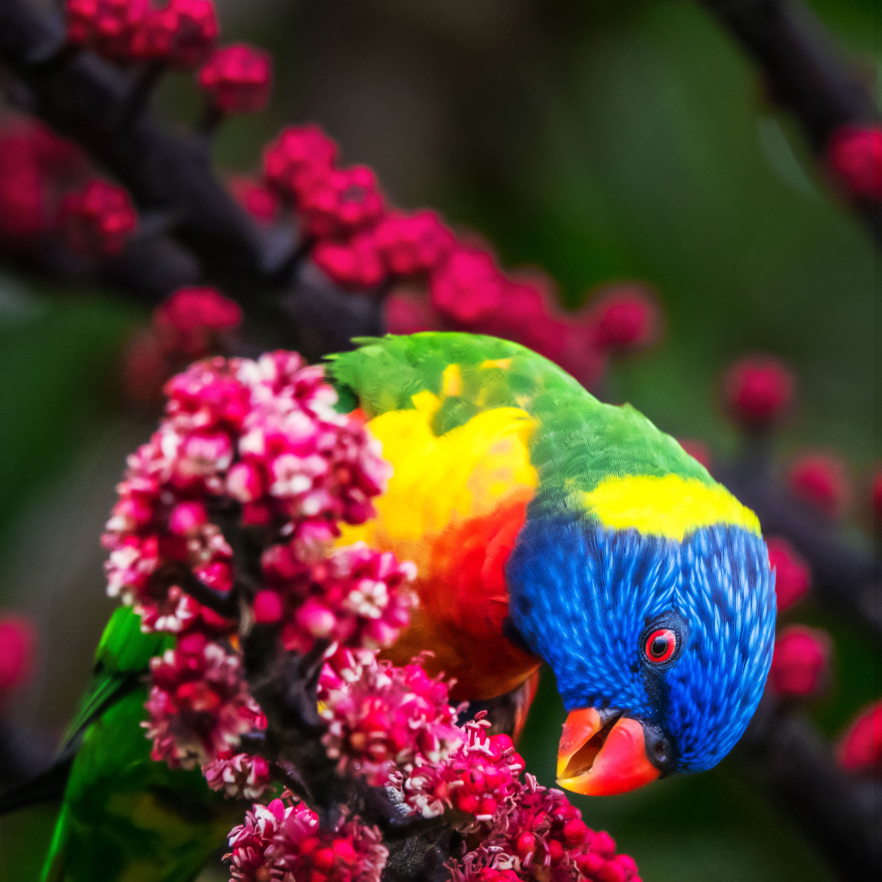 Rainbow Lorikeet – Vibrant Australian Wildlife Wall Art Print