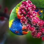 Rainbow Lorikeet – Vibrant Australian Wildlife Wall Art Print