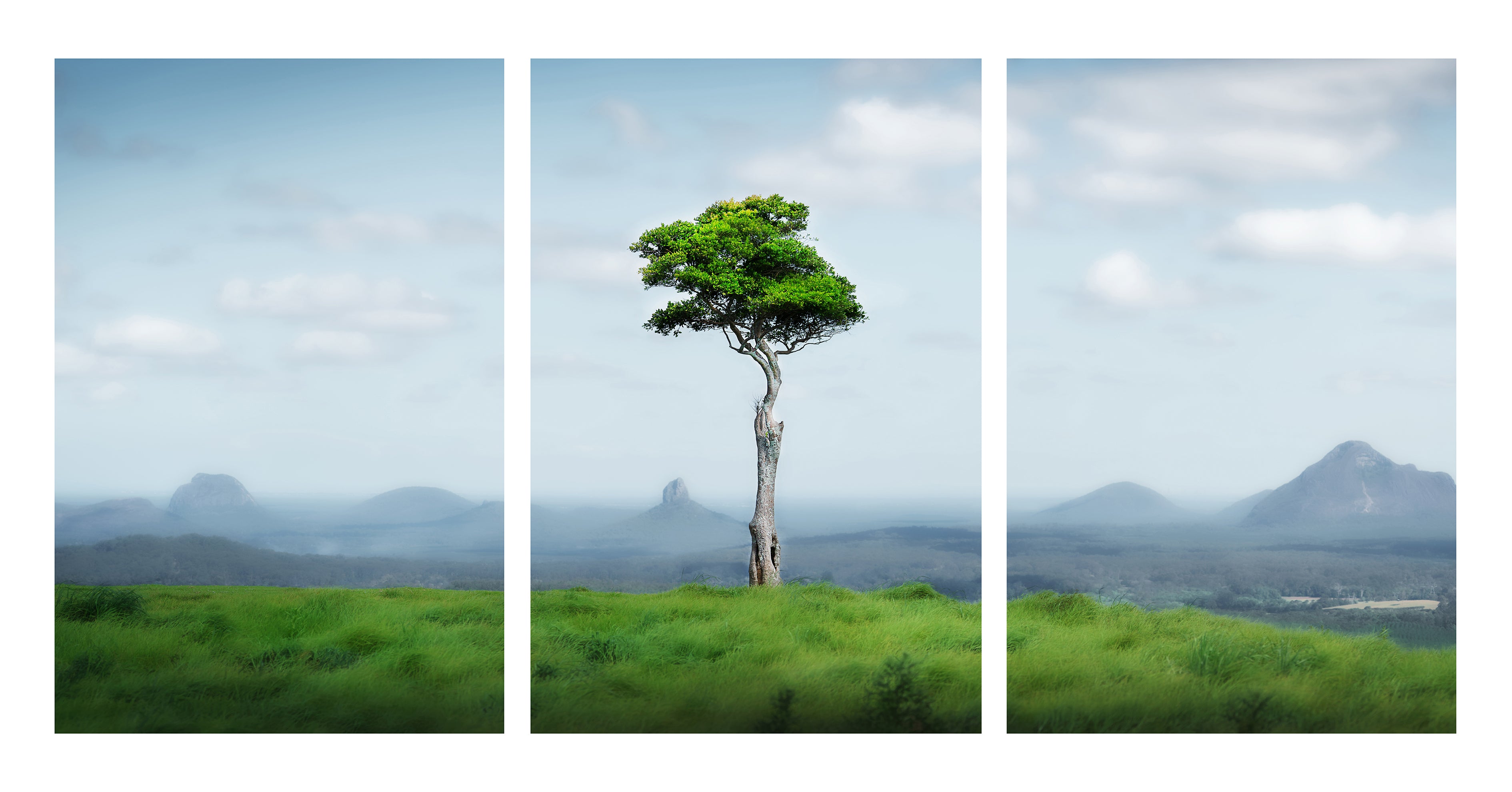 Hinterland Majesty – One Tree Hill, Maleny Triptych Wall Art