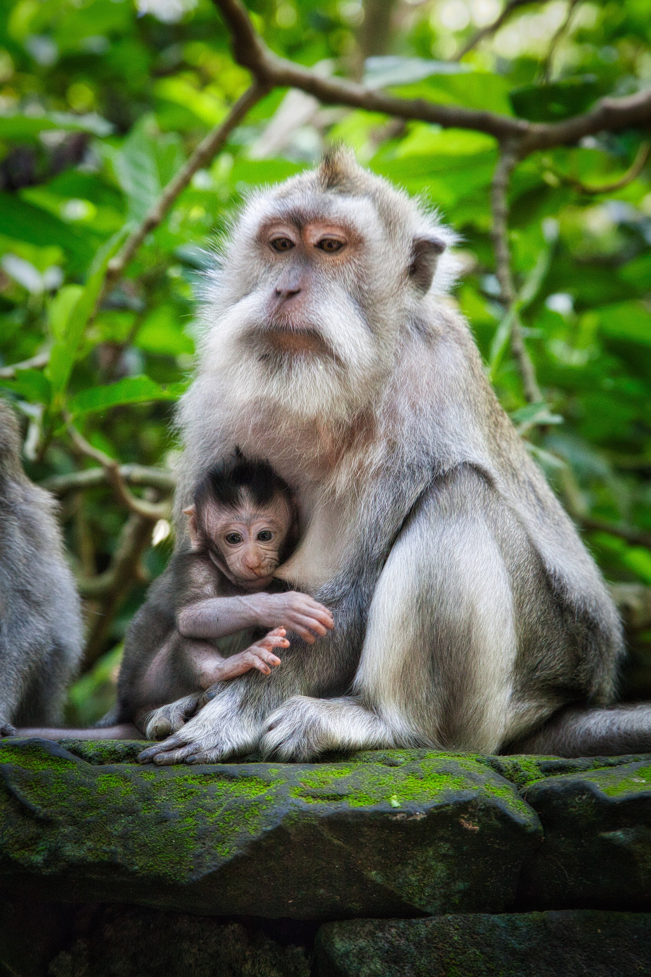 Bali, Indonesia – Monkey Wildlife Wall Art