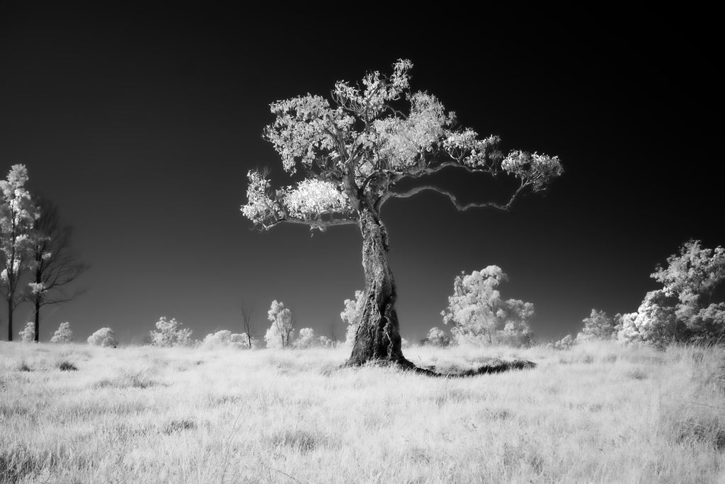 Moorina, Queensland – Infrared Monochrome Tree Wall Art