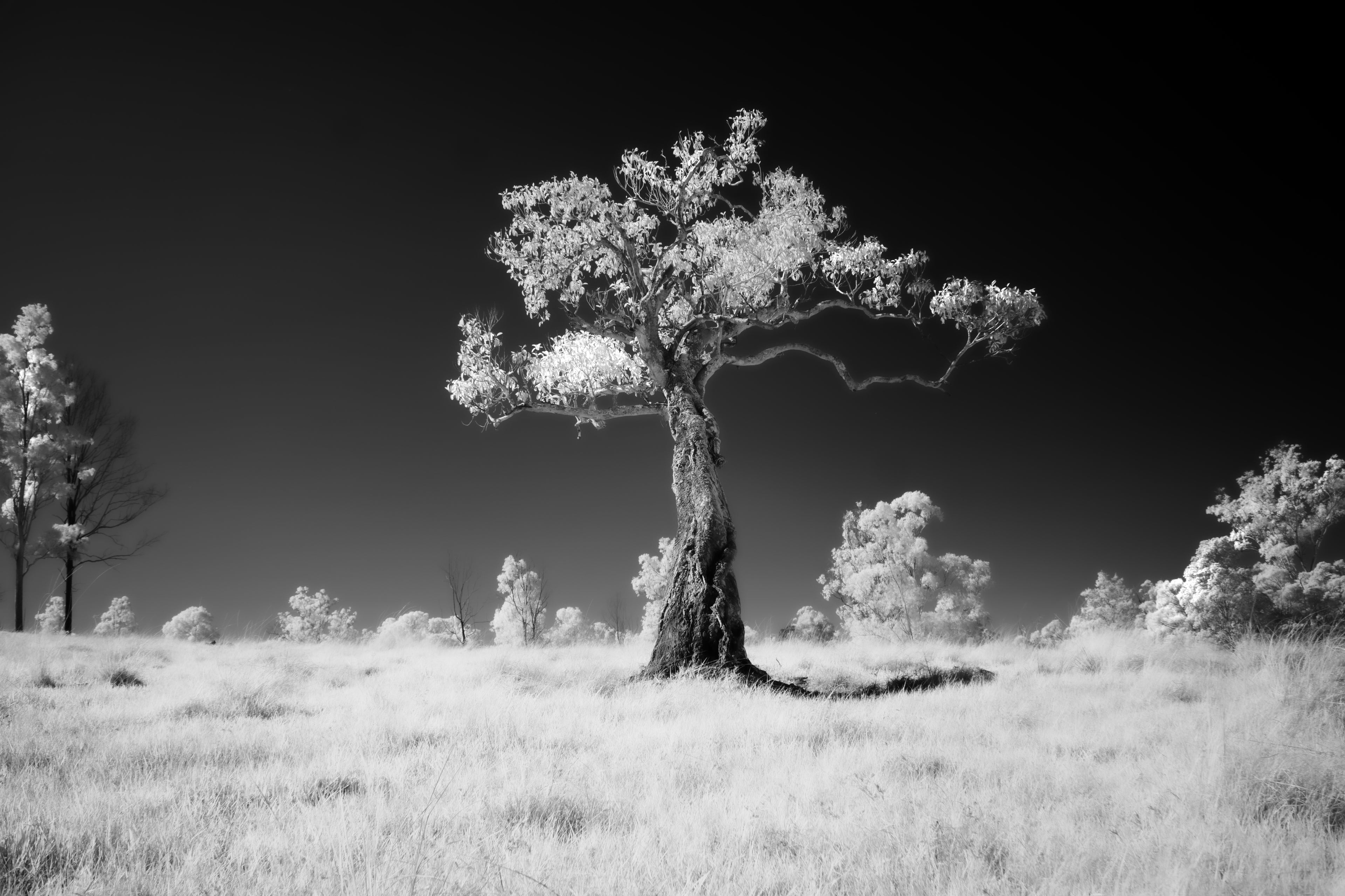 Moorina, Queensland – Infrared Monochrome Tree Wall Art