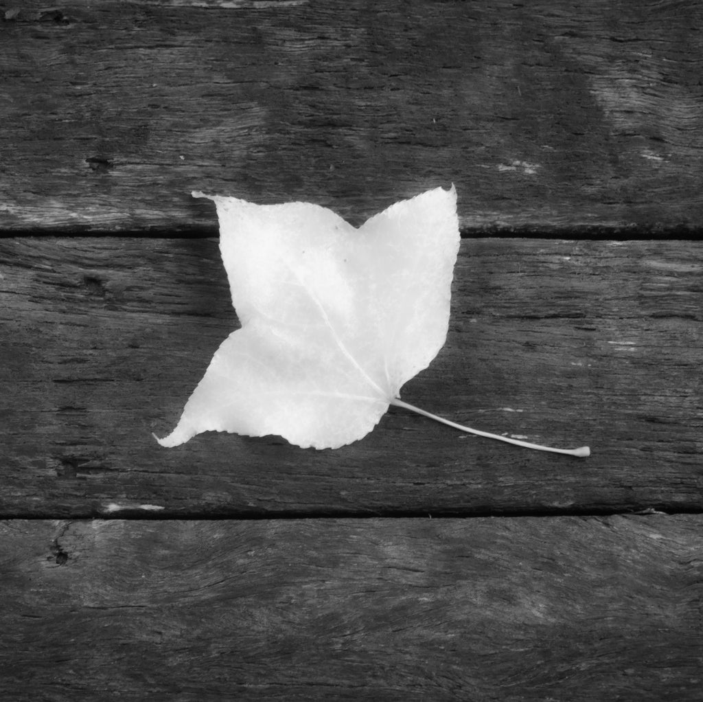 Mount Tamborine, Australia – Lone Leaf Minimalist Nature Wall Art
