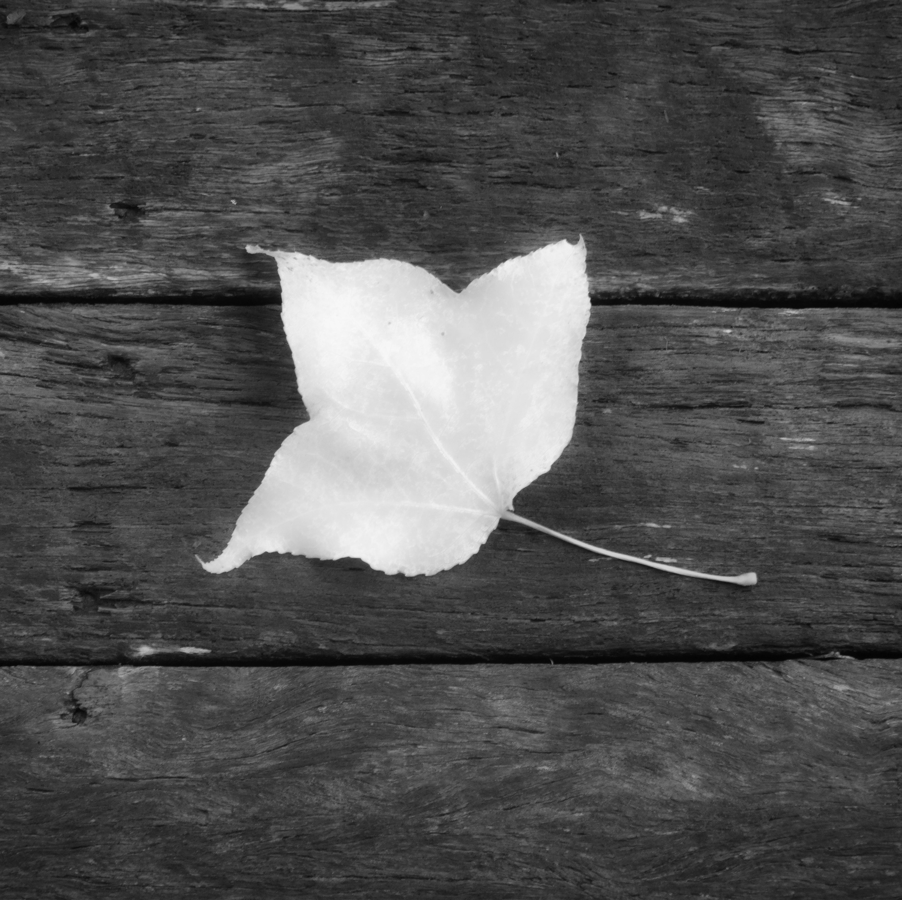 Mount Tamborine, Australia – Lone Leaf Minimalist Nature Wall Art