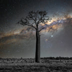 Regional Queensland, Australia – Boab Tree Landscape Wall Art