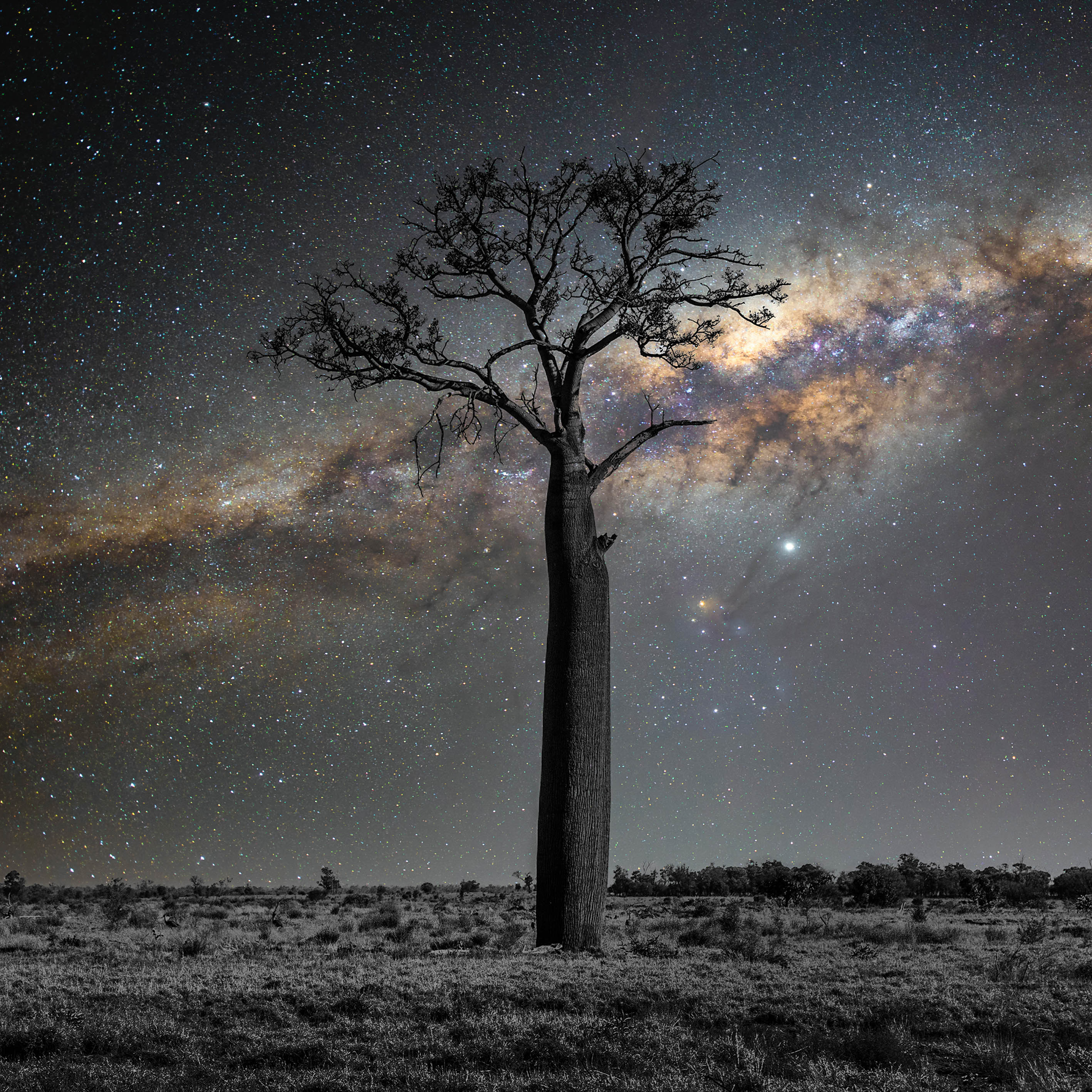 Regional Queensland, Australia – Boab Tree Landscape Wall Art