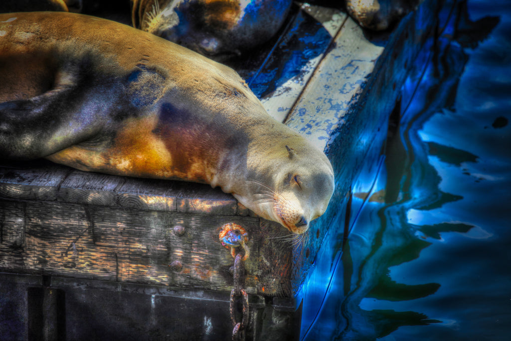 San Francisco, United States – Sea Lion Wildlife Wall Art